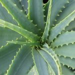 Scopri i Segnali di Fame d'Acqua dell'Aloe Arborescens Come Evitare una Sofferenza Improvvisa
