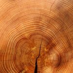 Come eliminare le termiti dalla legna da ardere?