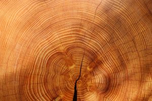 Come eliminare le termiti dalla legna da ardere?